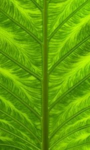 Preview wallpaper leaf, veins, macro, closeup, green