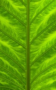 Preview wallpaper leaf, veins, macro, closeup, green
