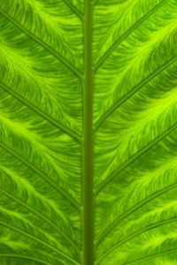 Preview wallpaper leaf, veins, macro, closeup, green