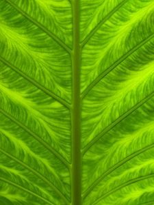 Preview wallpaper leaf, veins, macro, closeup, green