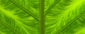Preview wallpaper leaf, veins, macro, closeup, green