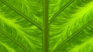 Preview wallpaper leaf, veins, macro, closeup, green