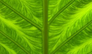 Preview wallpaper leaf, veins, macro, closeup, green