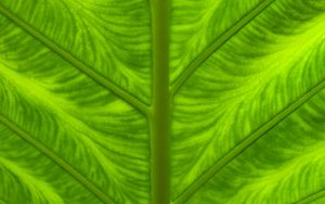 Preview wallpaper leaf, veins, macro, closeup, green