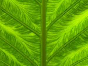Preview wallpaper leaf, veins, macro, closeup, green