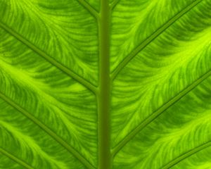 Preview wallpaper leaf, veins, macro, closeup, green