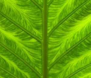 Preview wallpaper leaf, veins, macro, closeup, green