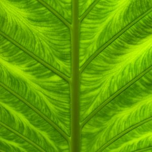 Preview wallpaper leaf, veins, macro, closeup, green
