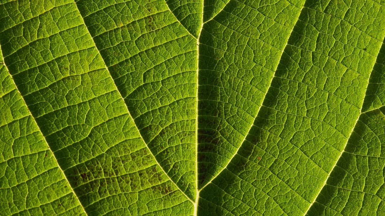 Wallpaper leaf, veins, macro, lines