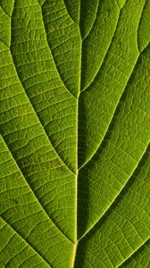 Preview wallpaper leaf, veins, macro, lines