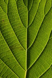 Preview wallpaper leaf, veins, macro, lines