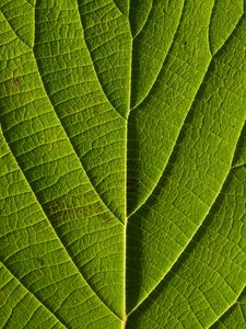 Preview wallpaper leaf, veins, macro, lines