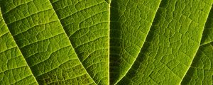 Preview wallpaper leaf, veins, macro, lines