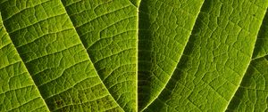 Preview wallpaper leaf, veins, macro, lines