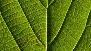 Preview wallpaper leaf, veins, macro, lines