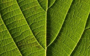 Preview wallpaper leaf, veins, macro, lines