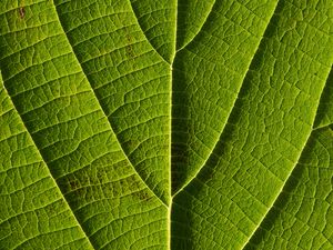 Preview wallpaper leaf, veins, macro, lines