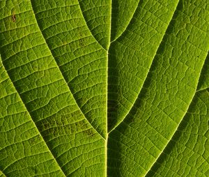 Preview wallpaper leaf, veins, macro, lines