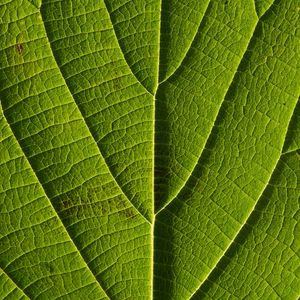 Preview wallpaper leaf, veins, macro, lines