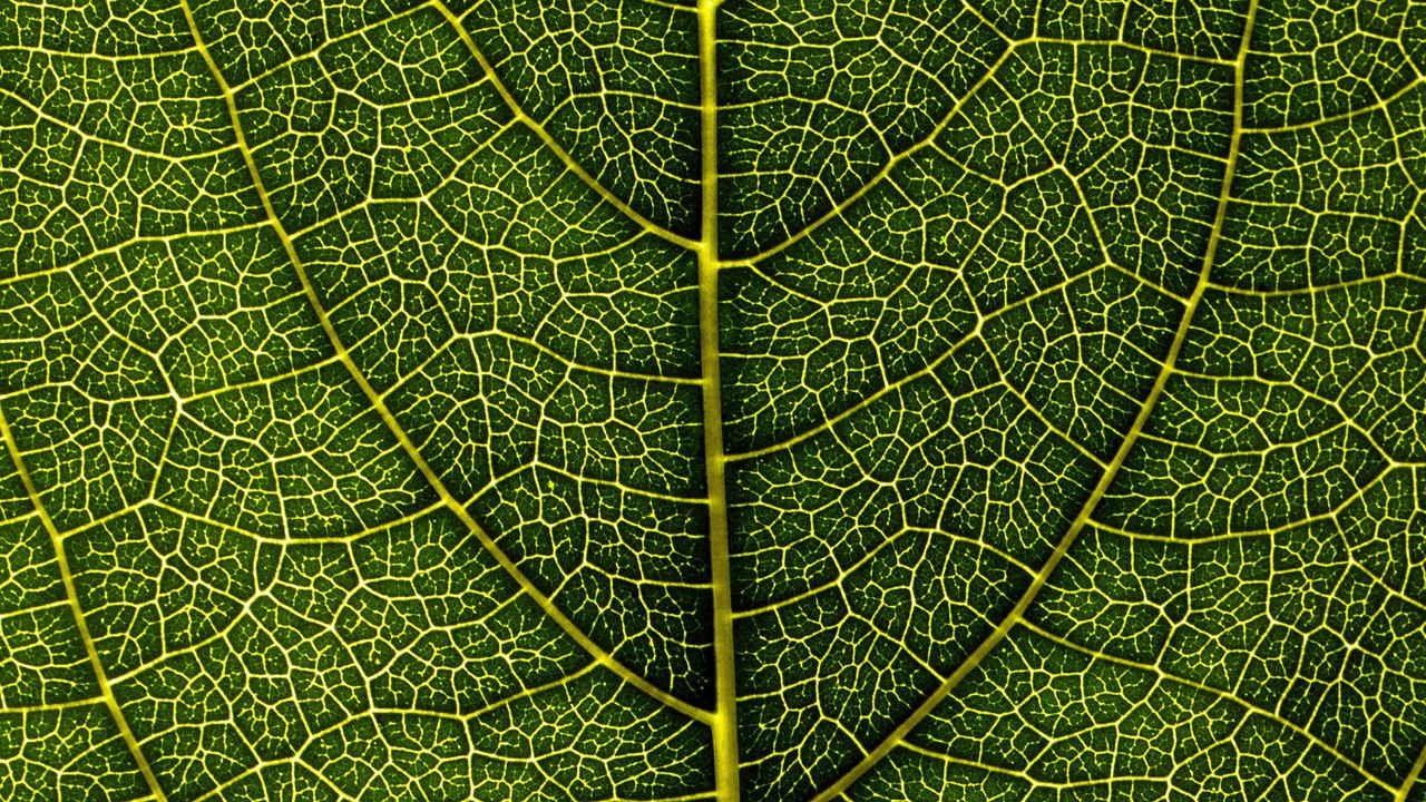 Wallpaper leaf, veins, macro