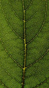 Preview wallpaper leaf, veins, macro