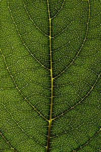 Preview wallpaper leaf, veins, macro