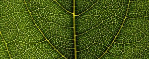 Preview wallpaper leaf, veins, macro