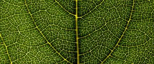 Preview wallpaper leaf, veins, macro