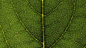 Preview wallpaper leaf, veins, macro