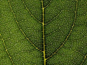 Preview wallpaper leaf, veins, macro