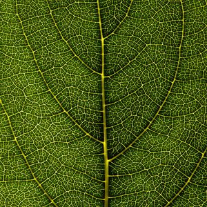 Preview wallpaper leaf, veins, macro