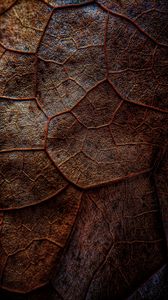 Preview wallpaper leaf, veins, macro, brown