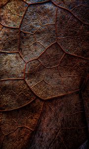Preview wallpaper leaf, veins, macro, brown