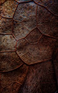 Preview wallpaper leaf, veins, macro, brown