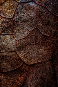 Preview wallpaper leaf, veins, macro, brown