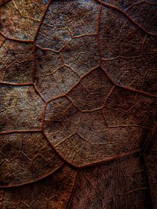 Preview wallpaper leaf, veins, macro, brown