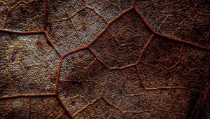 Preview wallpaper leaf, veins, macro, brown