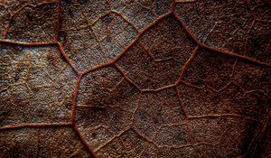 Preview wallpaper leaf, veins, macro, brown
