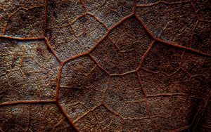 Preview wallpaper leaf, veins, macro, brown