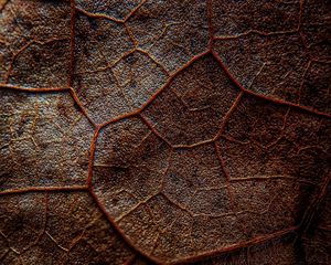 Preview wallpaper leaf, veins, macro, brown