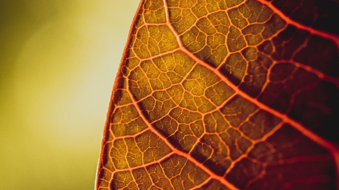 Wallpaper leaf, veins, macro, plant