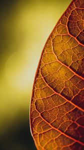 Preview wallpaper leaf, veins, macro, plant