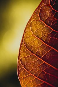 Preview wallpaper leaf, veins, macro, plant