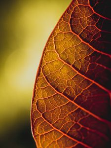 Preview wallpaper leaf, veins, macro, plant