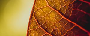 Preview wallpaper leaf, veins, macro, plant