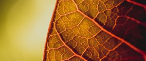 Preview wallpaper leaf, veins, macro, plant