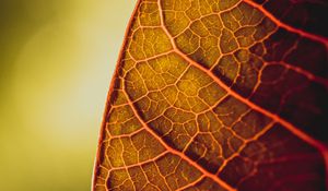 Preview wallpaper leaf, veins, macro, plant
