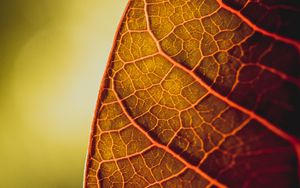 Preview wallpaper leaf, veins, macro, plant