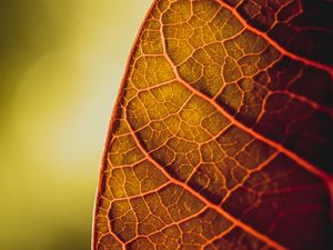 Preview wallpaper leaf, veins, macro, plant