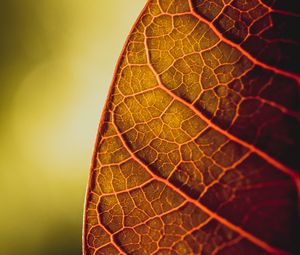 Preview wallpaper leaf, veins, macro, plant